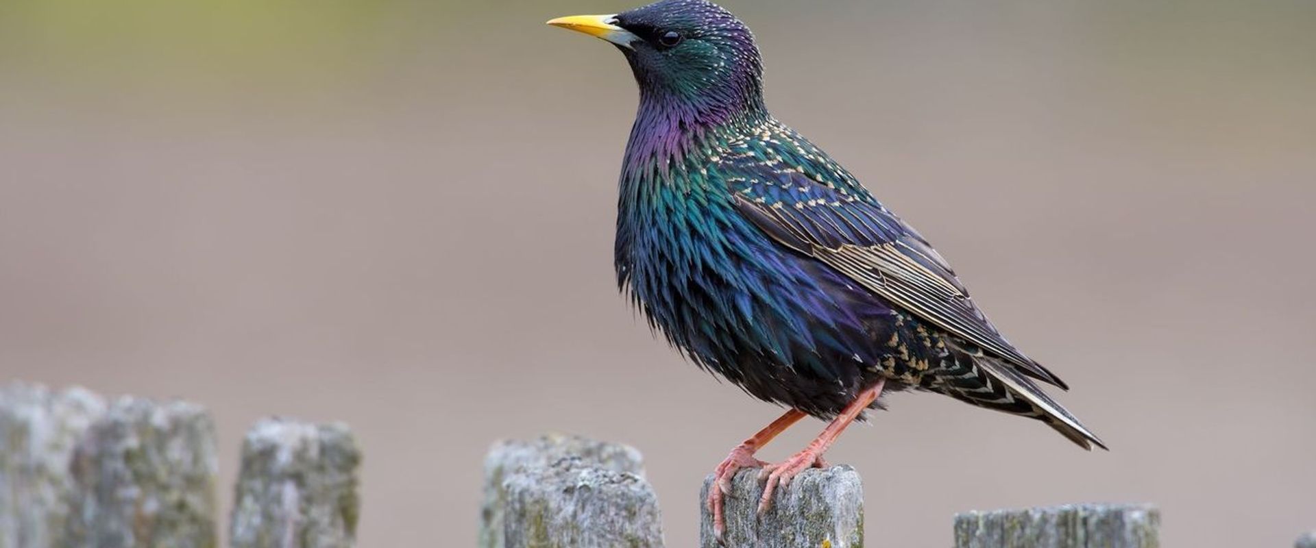 Close-up of a starling on a fence post, how to hunt starlings concept.
