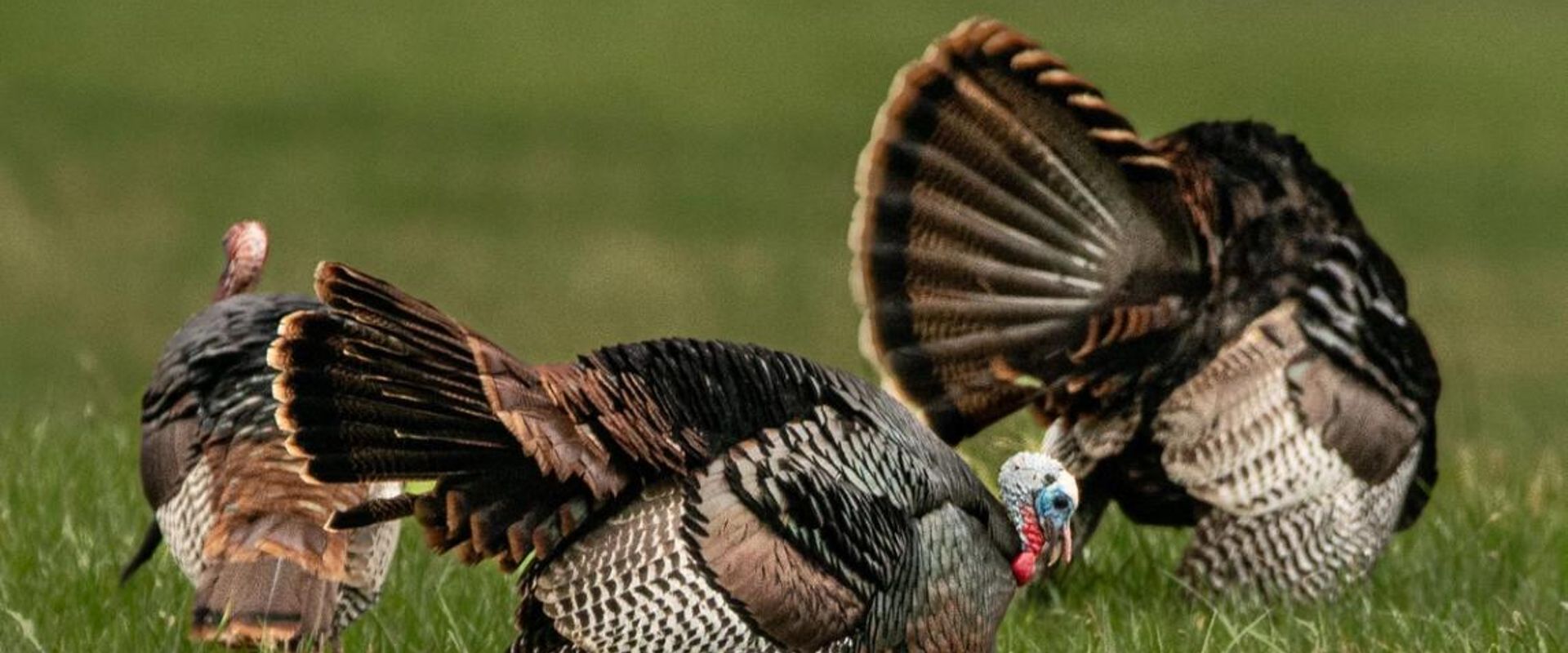 Wild turkeys in a field, prepare for spring hunting concept.