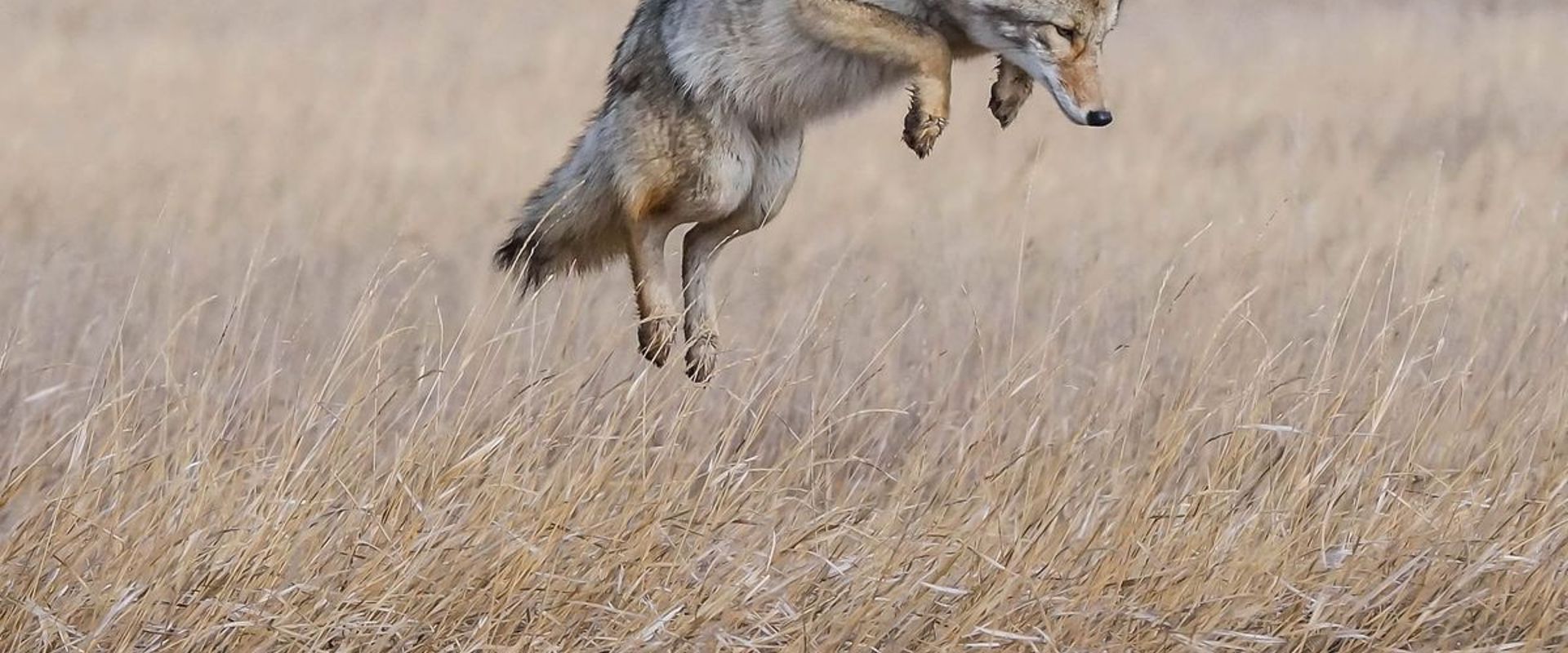 A coyote jumps in a field, find the best coyote movement times for hunts concept.