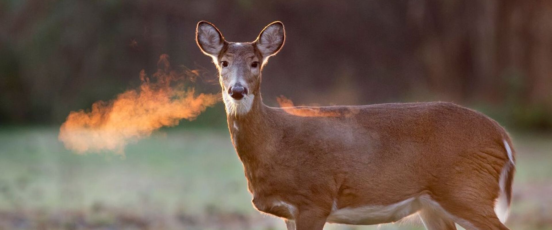 An image of a doe and its breath on a cold morning.