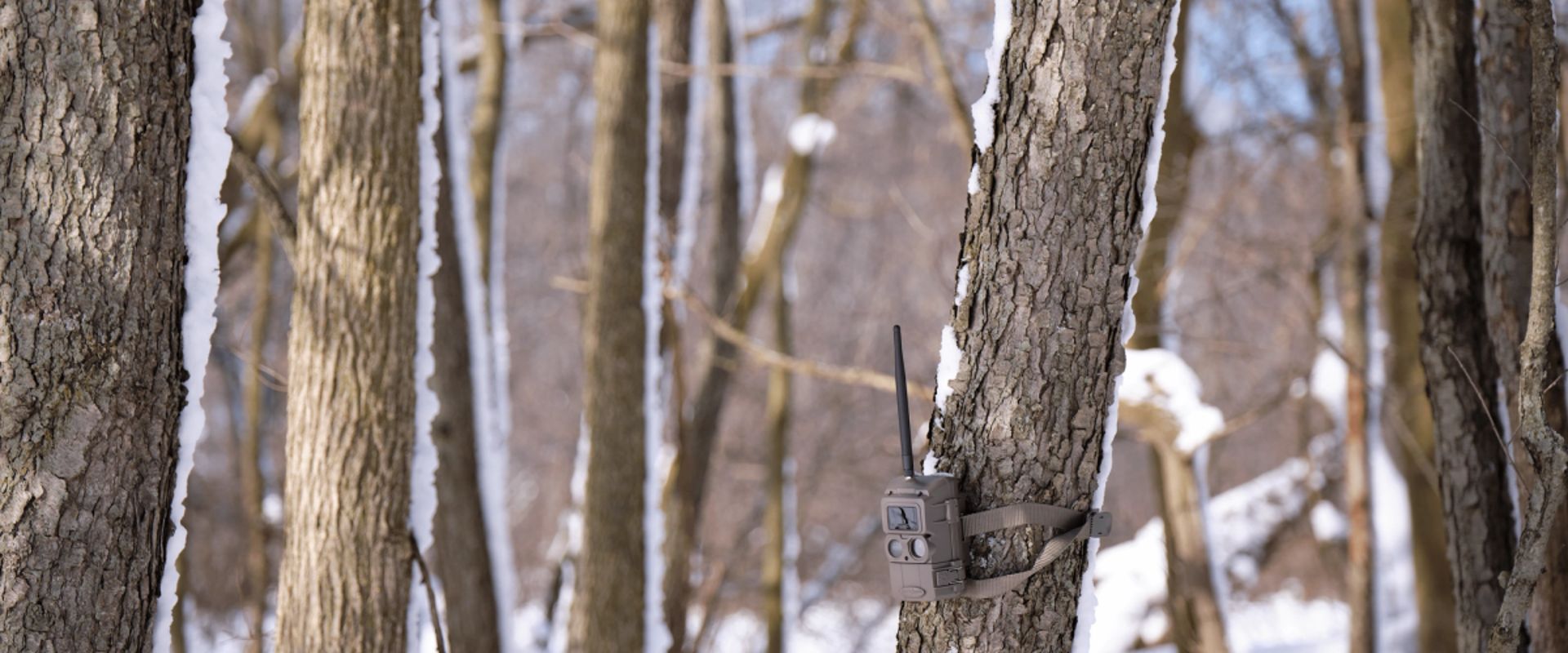 A trail cam on a tree.