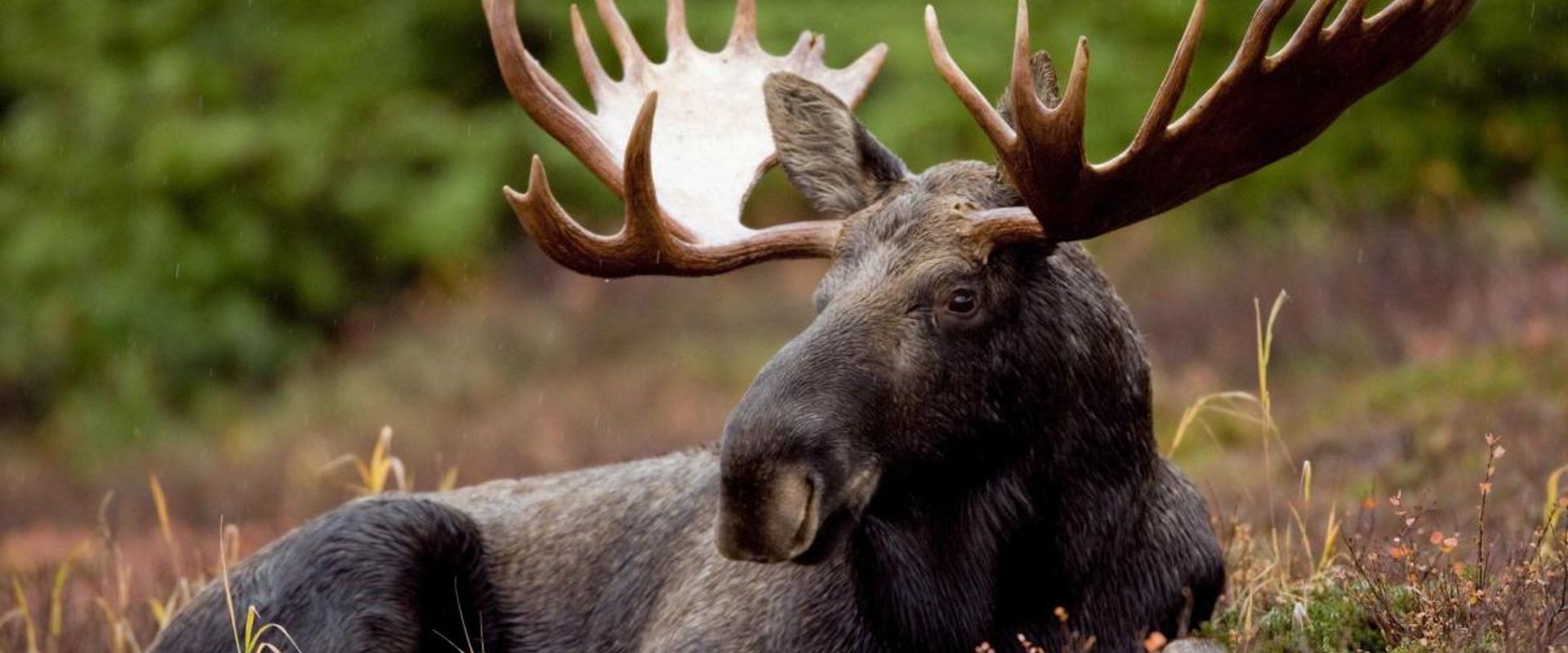 A moose in the grass, best times for moose hunting concept.