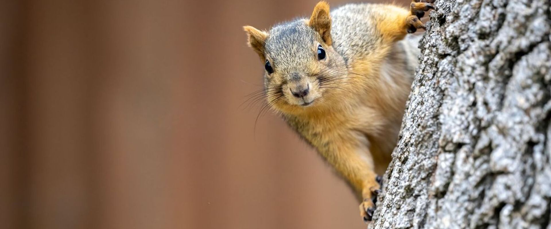 A squirrel looks straight ahead while on a tree, summer squirrel hunting success.