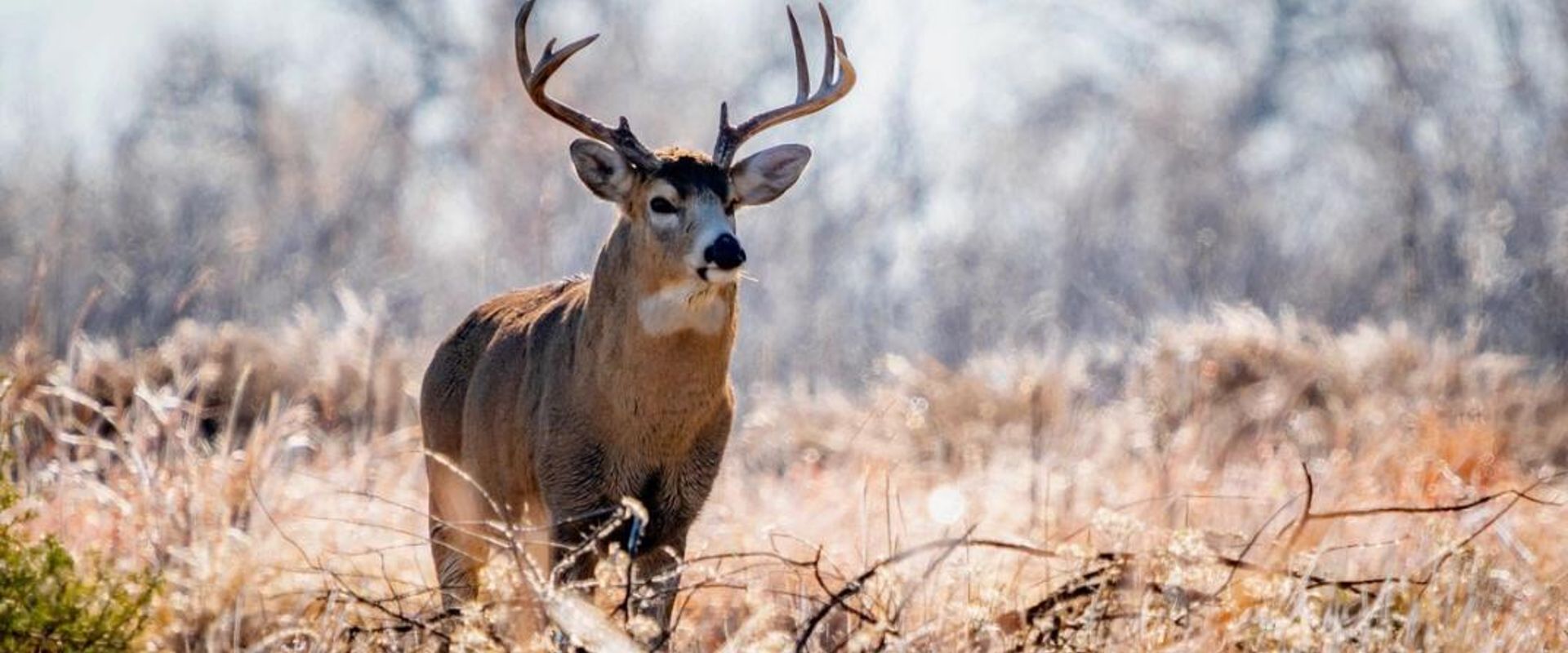 A buck deer stands in tall brush, understanding and hunting thermals concept.