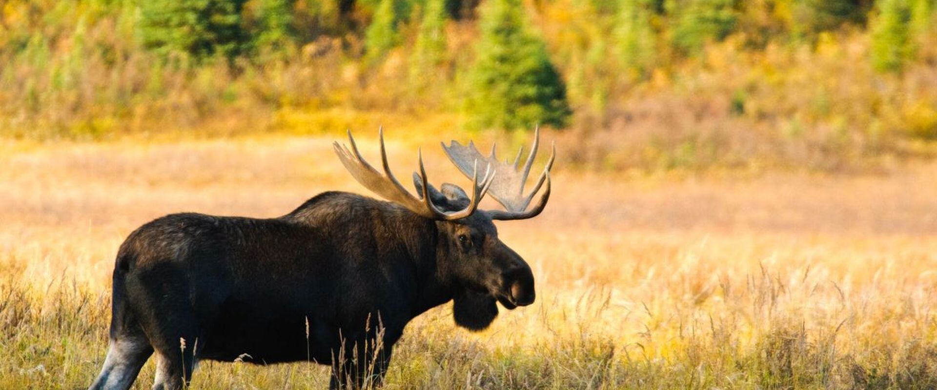 A moose in a field, bull elk vs bull moose concept.