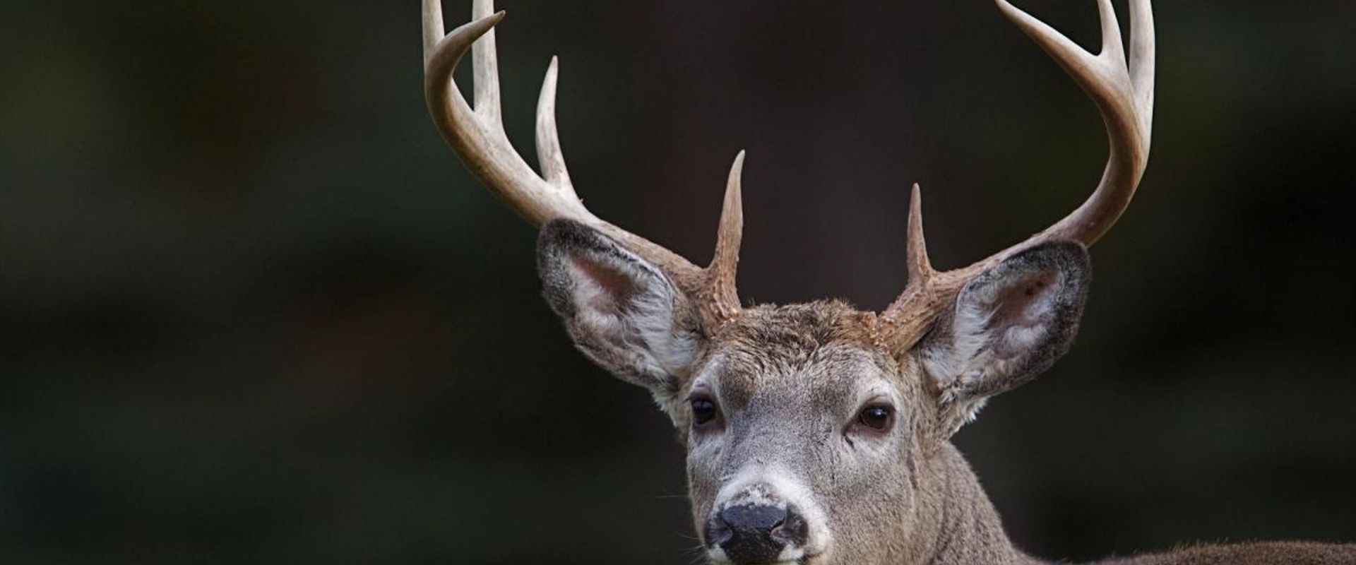 Close-up of a white-tail buck's head in the wild, being aware of CWD concept.