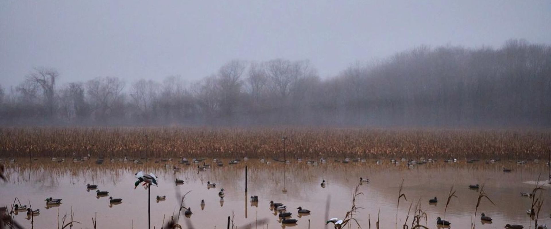 Wide view of duck decoys on the water, public waterfowl hunting land in Iowa concept.