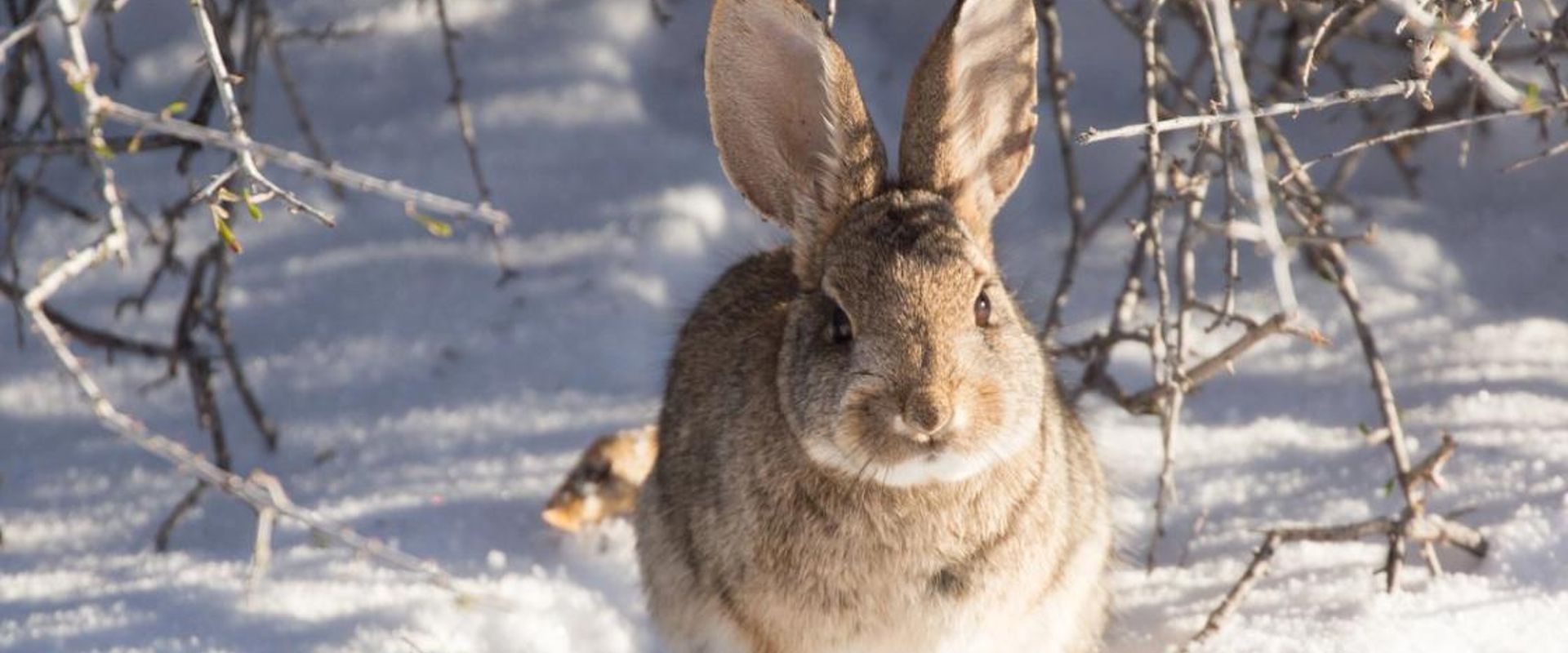 A rabbit in the snow, winter rabbit hunting tips concept.
