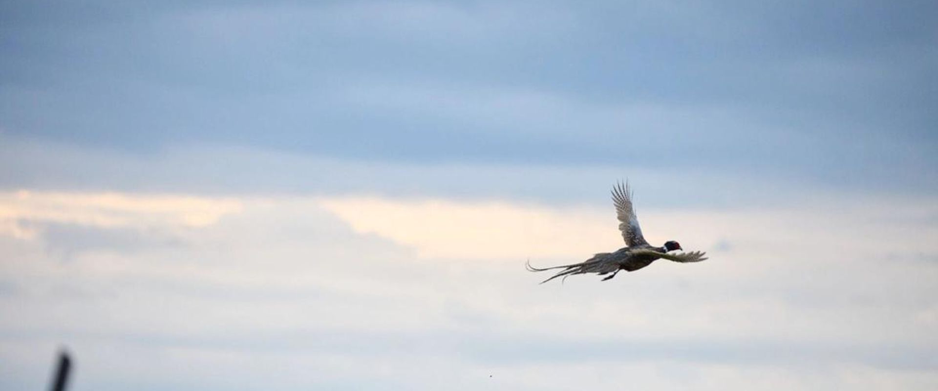 Pheasant flying against the sky, pheasant hunting Texas concept.
