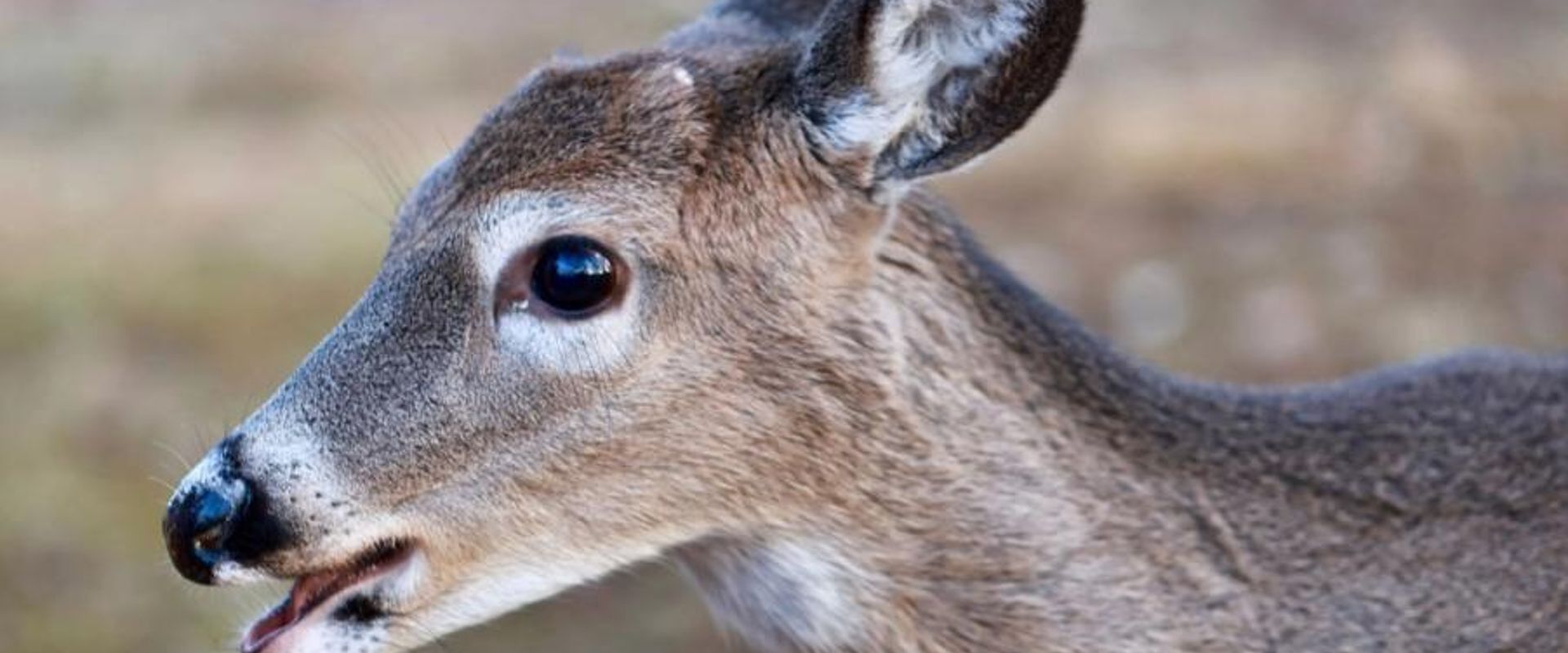 Close-up of a button buck, doe vs button buck concept.