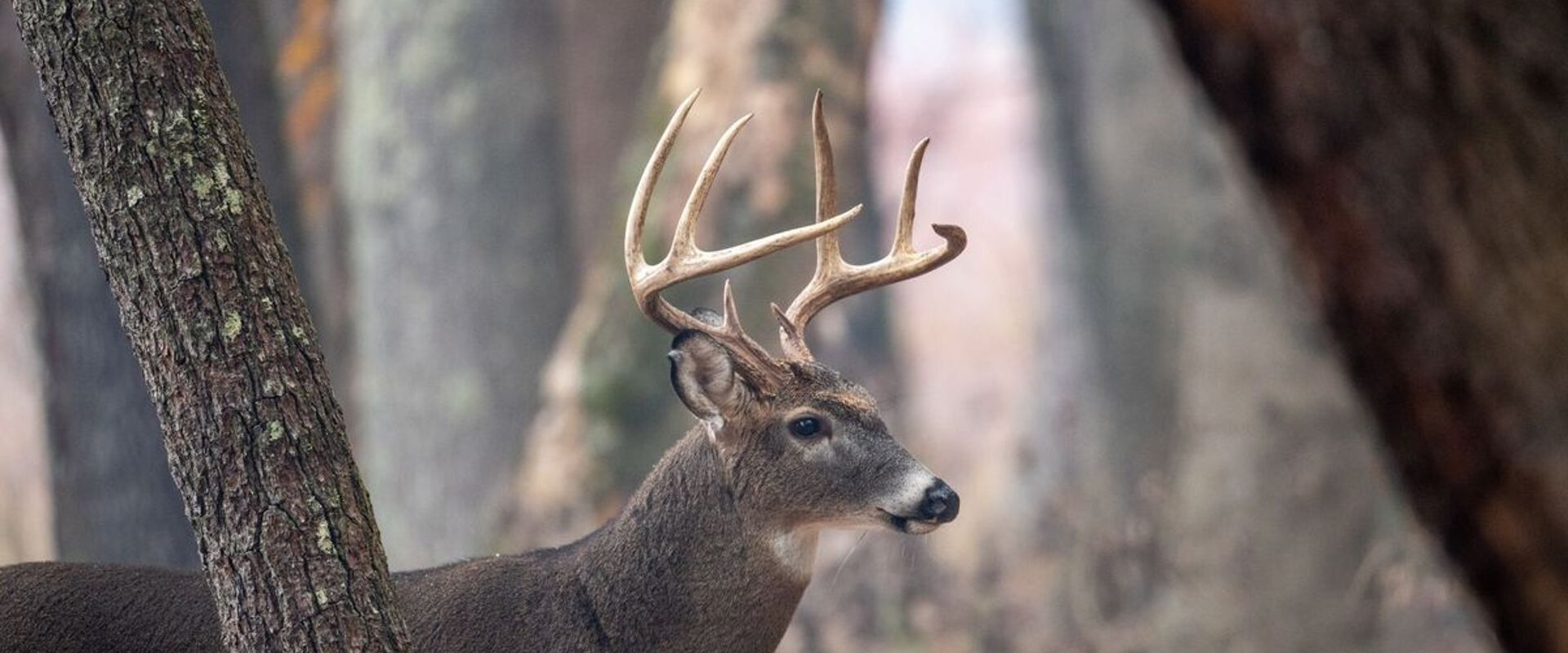 A whitetail buck in the trees, Ohio deer season concept.