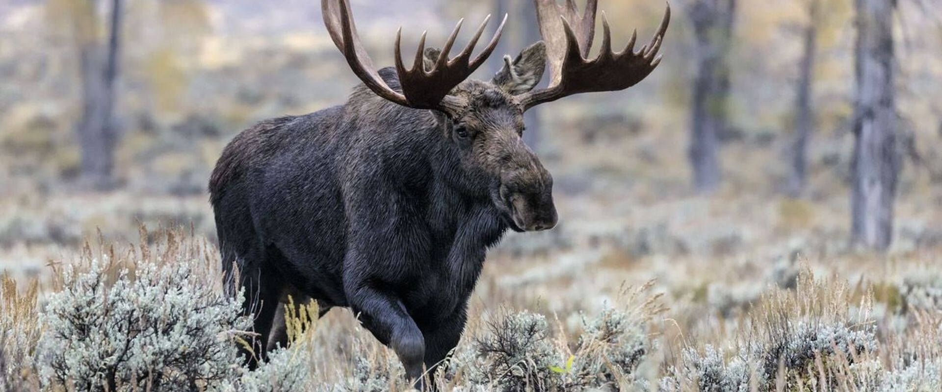A moose with large antlers walks through a field.