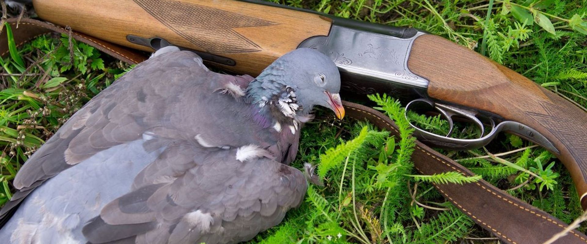 Dove laying next to shotgun after hunt, dove hunting setup concept.