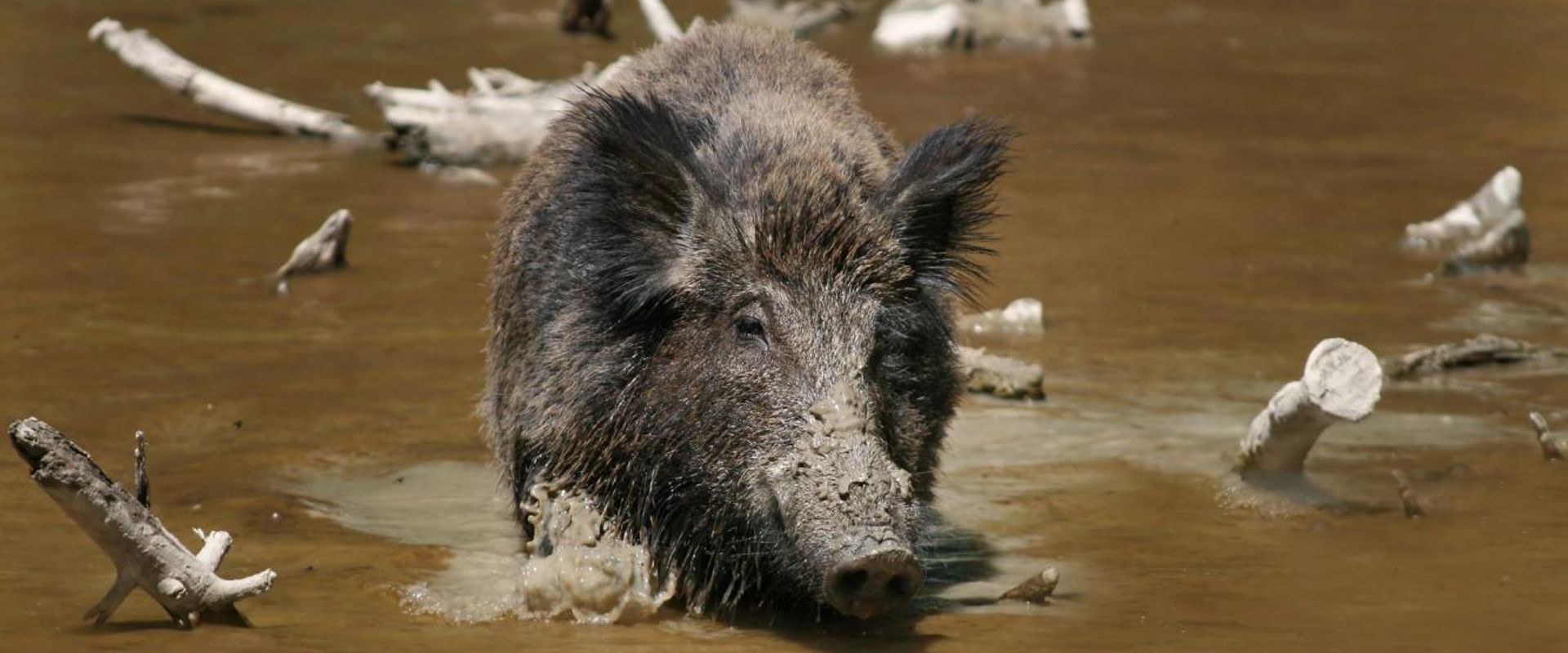 A wild hog in muddy water.