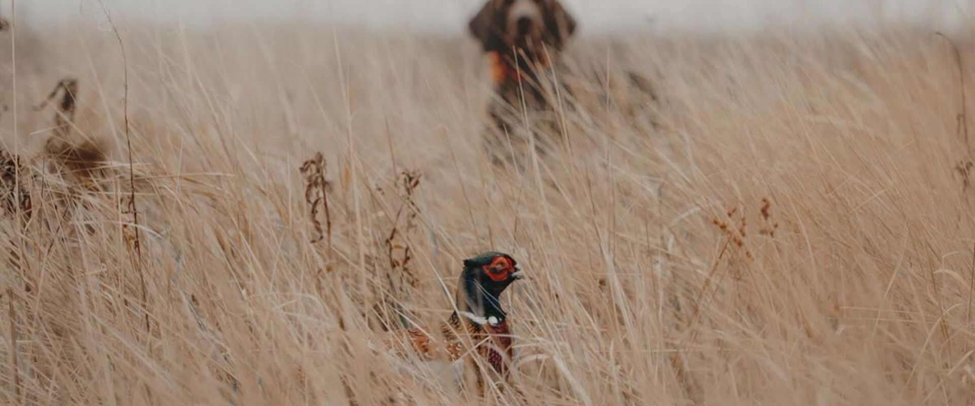 Upland bird in brush with dog in the background.