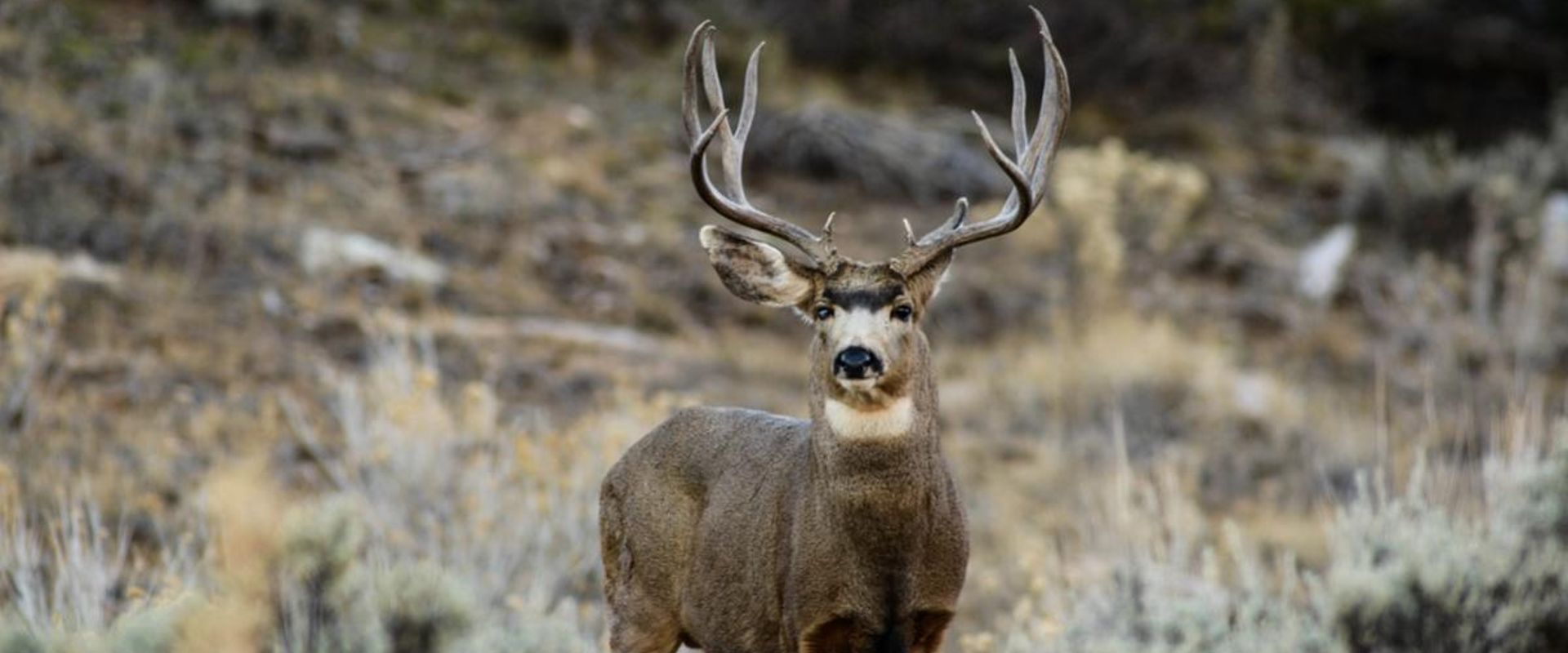 A mule deer in a field, AZ Strip mule deer hunt concept.