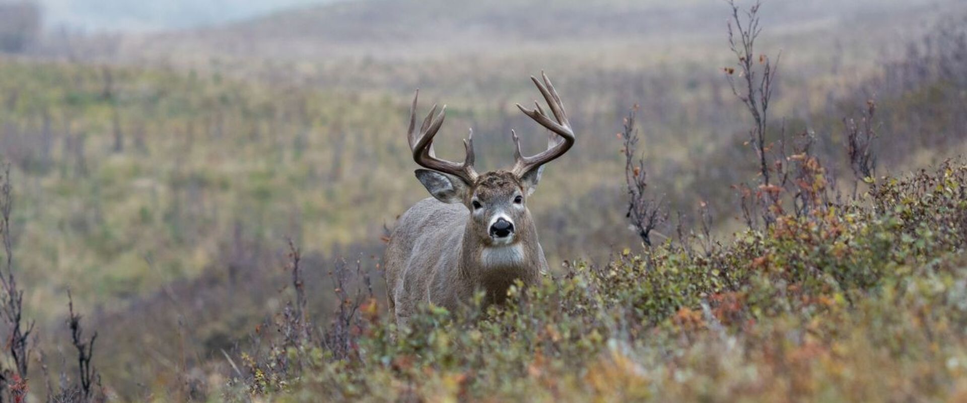 A whitetail buck peeks over a ridge in a field, deer hunting season NY concept.