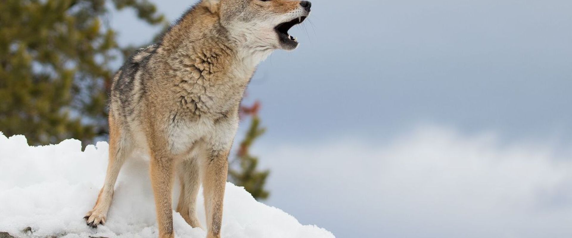 A coyote howls on a snowy rock.