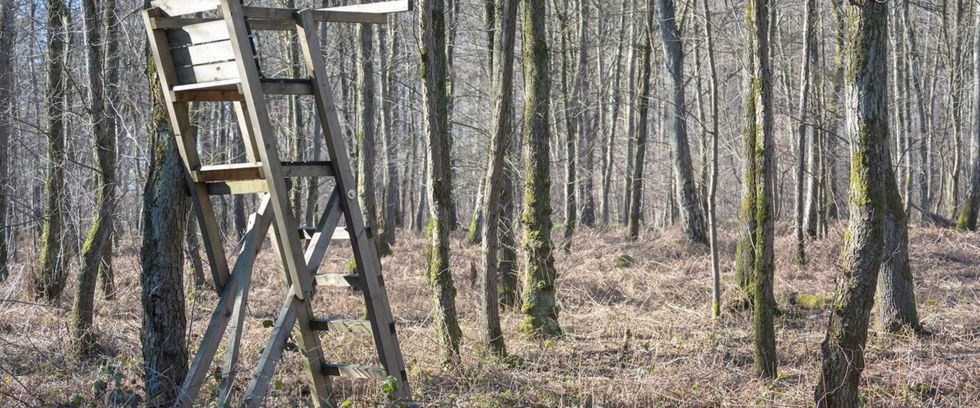 DIY ladder tree stand in the woods.