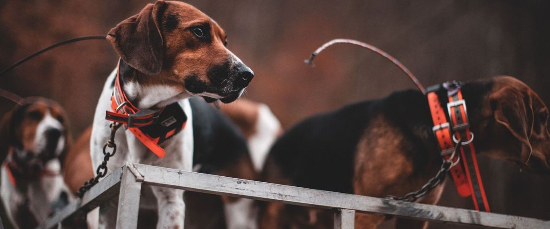 Beagles ready to hunt, how to hunt rabbits with dogs concept.