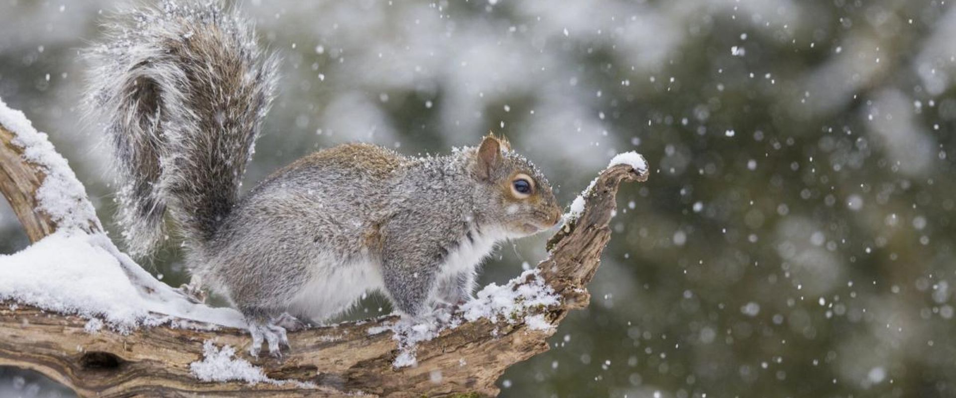 A squirrel sits on a tree limb in the winter, squirrel hunting tips.