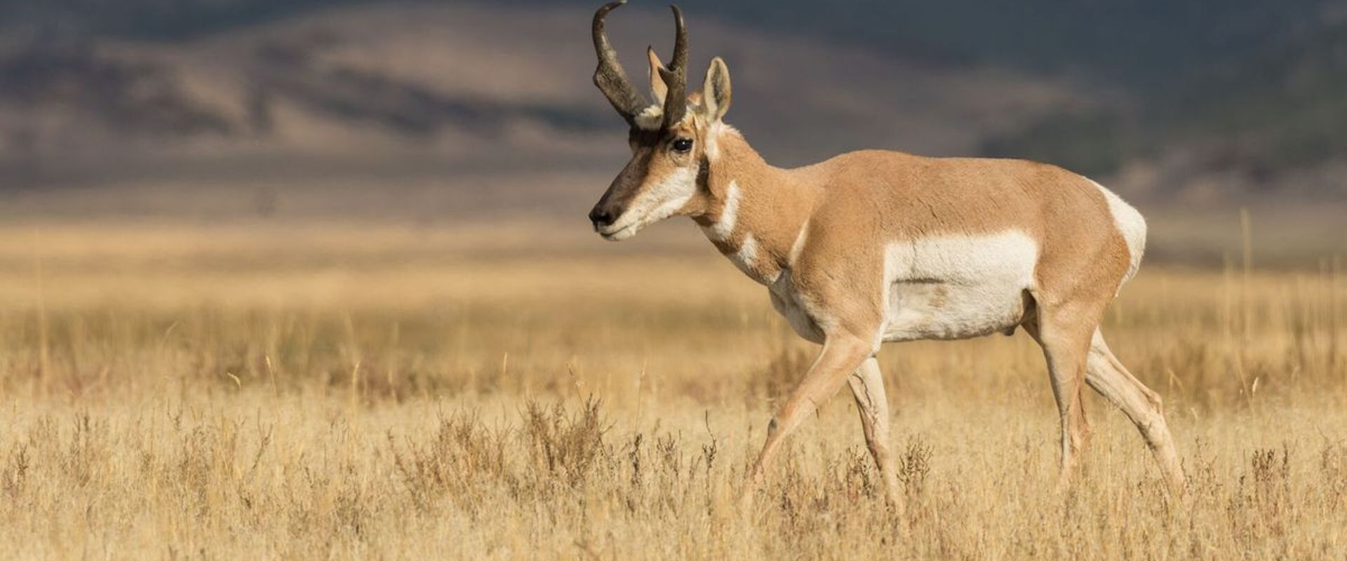 Pronghorn walking in a field, scouting before pronghorn hunting concept.