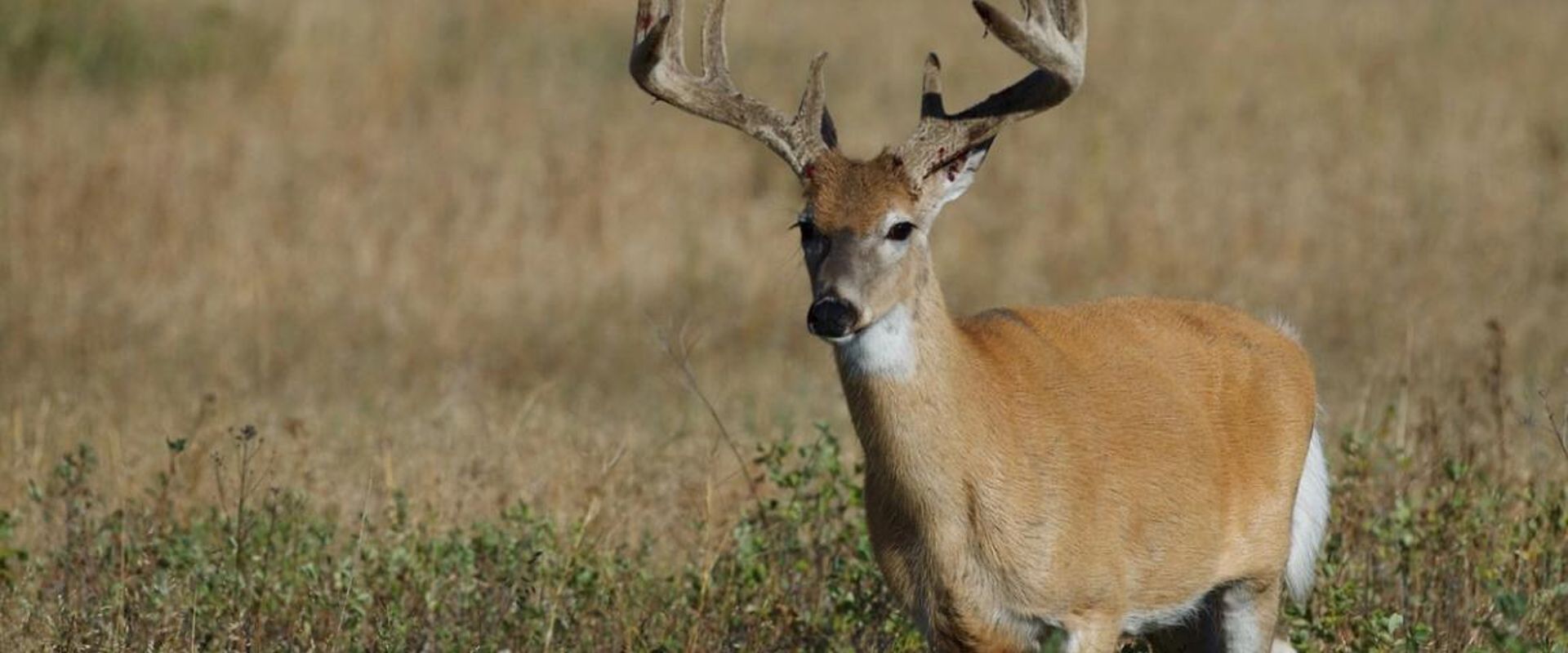 Buck deer with velvet on the antlers.