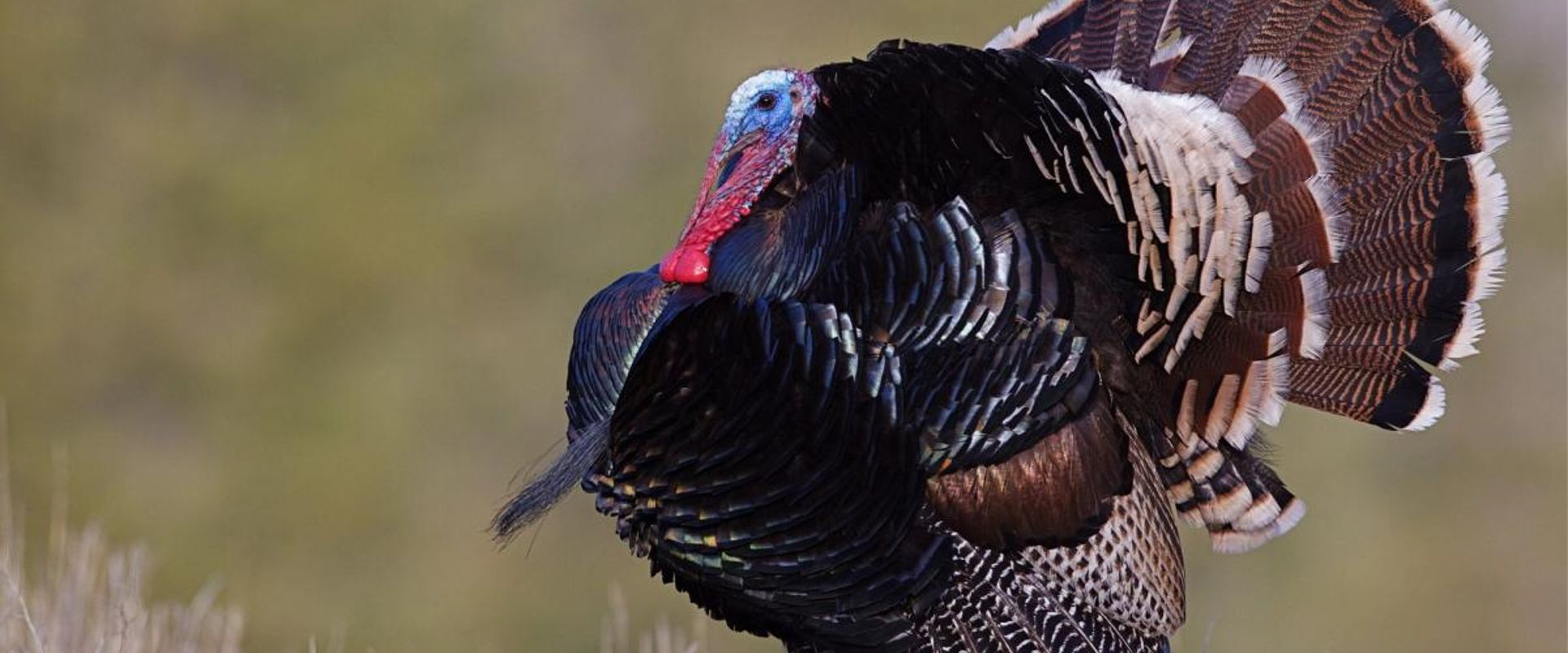 A turkey in spring, turkey hunting on a budget concept.