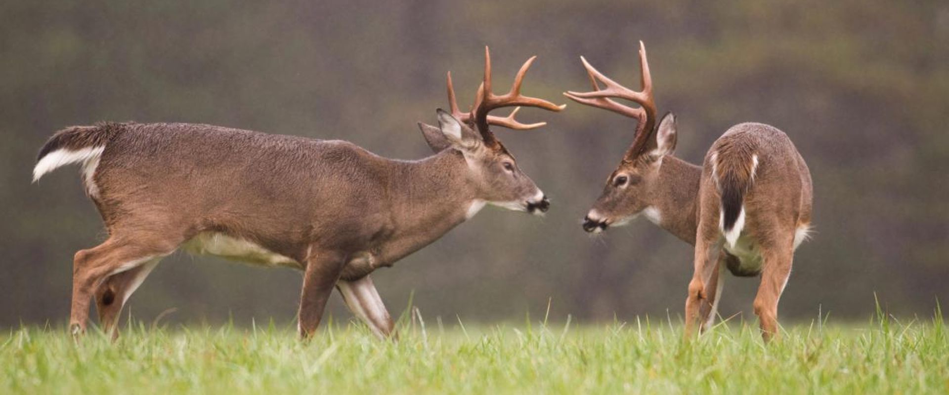 Two whitetail bucks face off, understanding deer sounds concept.