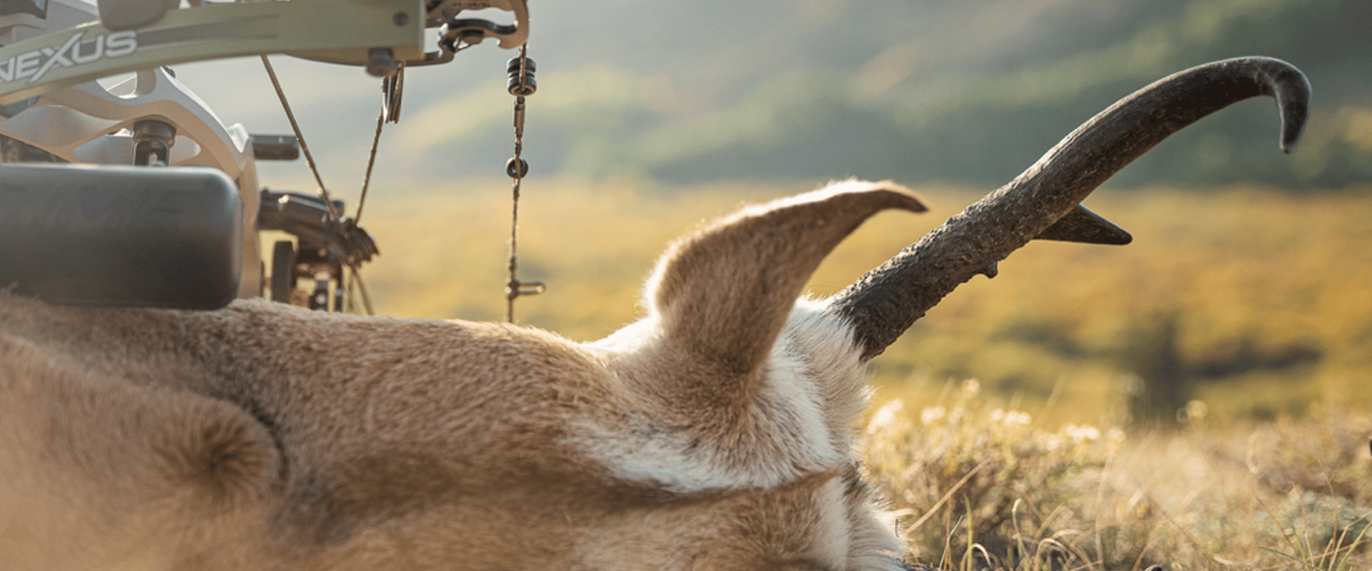 Close up of a big game kill and antlers next to a bow, western hunting concept.