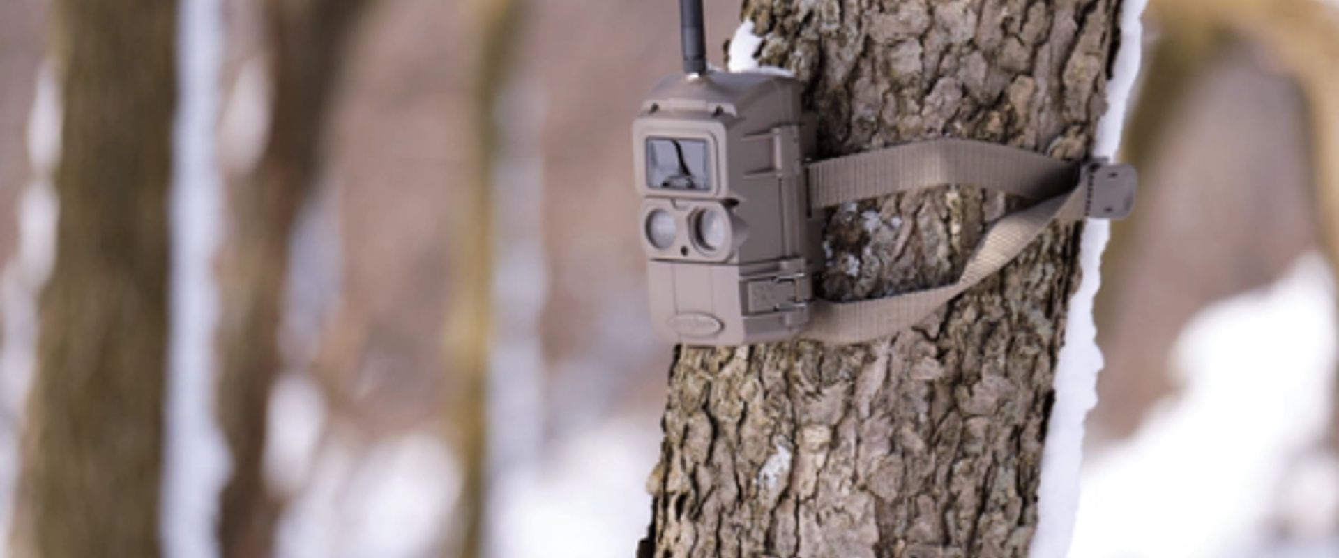 A cellular trail cam on a tree in the winter.