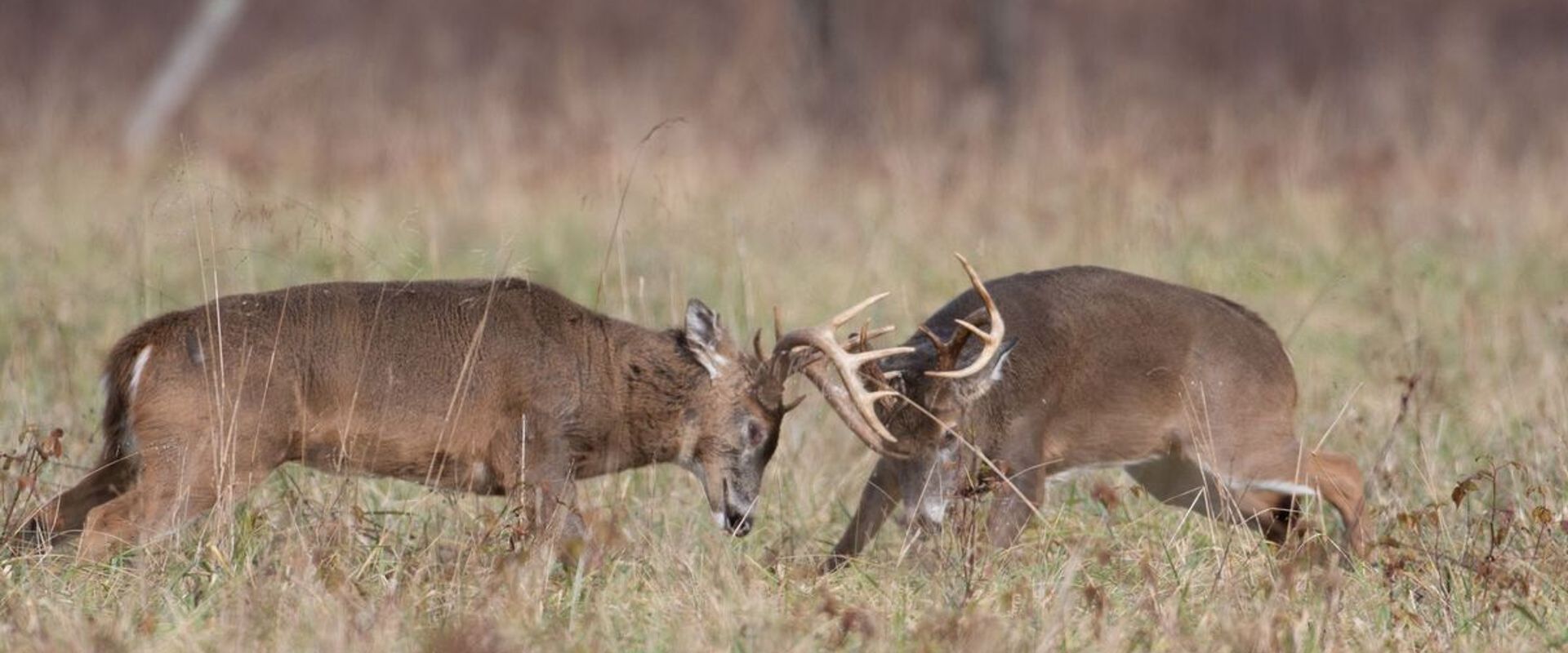 Two aggressive bucks fighting in a field, when to use the deer snort wheeze concept.
