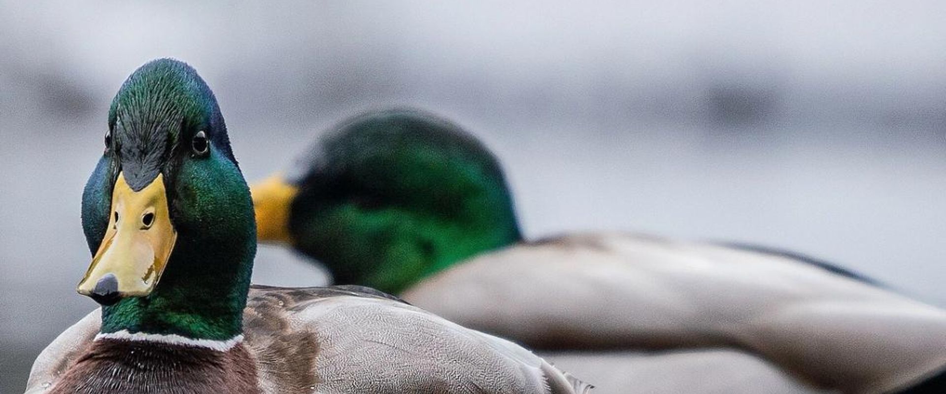 Close-up of two ducks on the water, best times for hunting waterfowl concept.