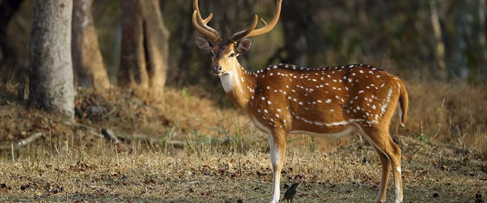 An axis deer buck standing in a field near trees.