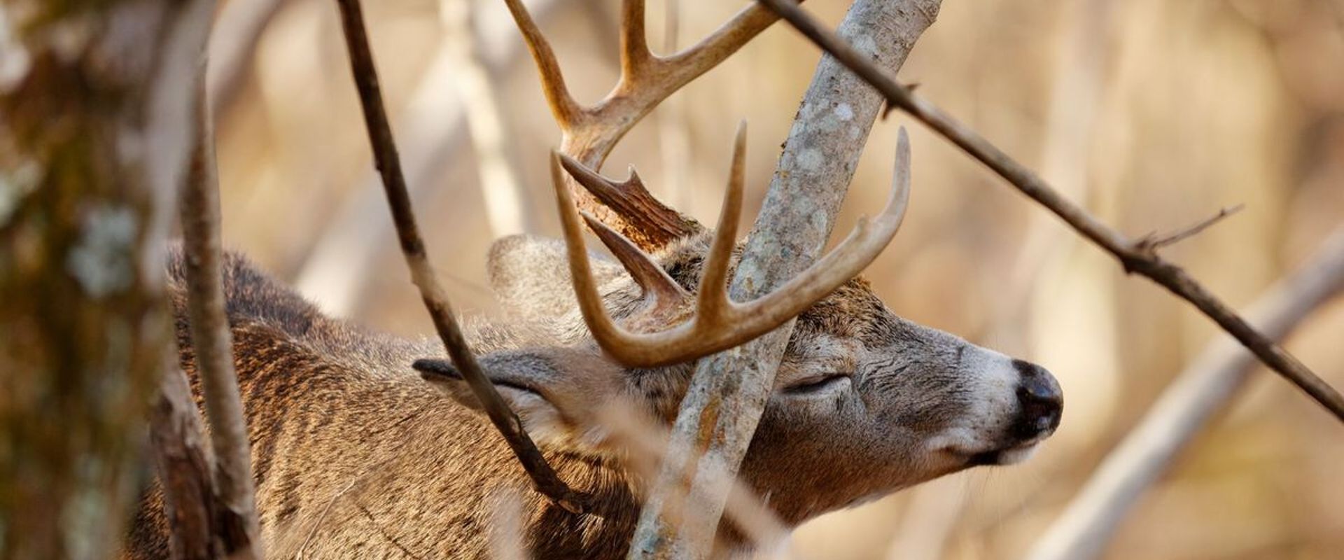 Deer rubs antlers on a tree, rut phases concept. 