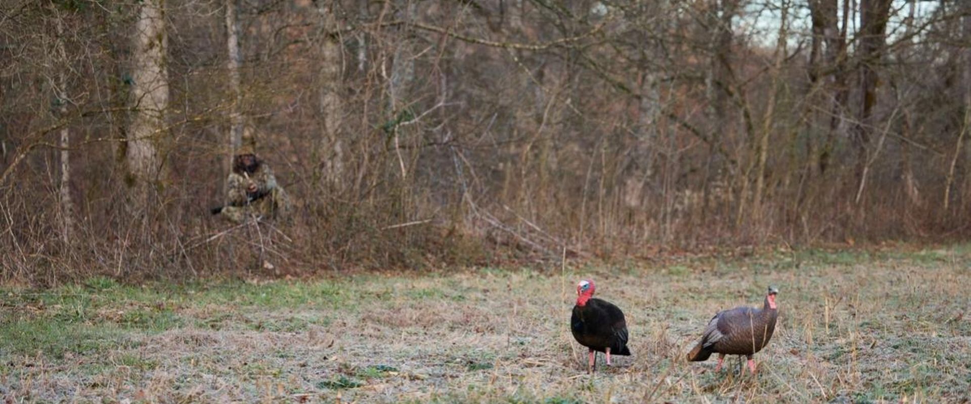 A hunter waits in the trees watching turkey decoys in field, early season turkey hunting tips concept.