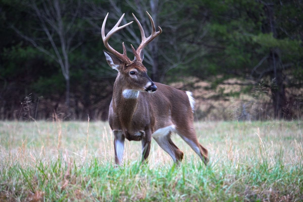 A whitetail buck in a field, using deer calls concept.