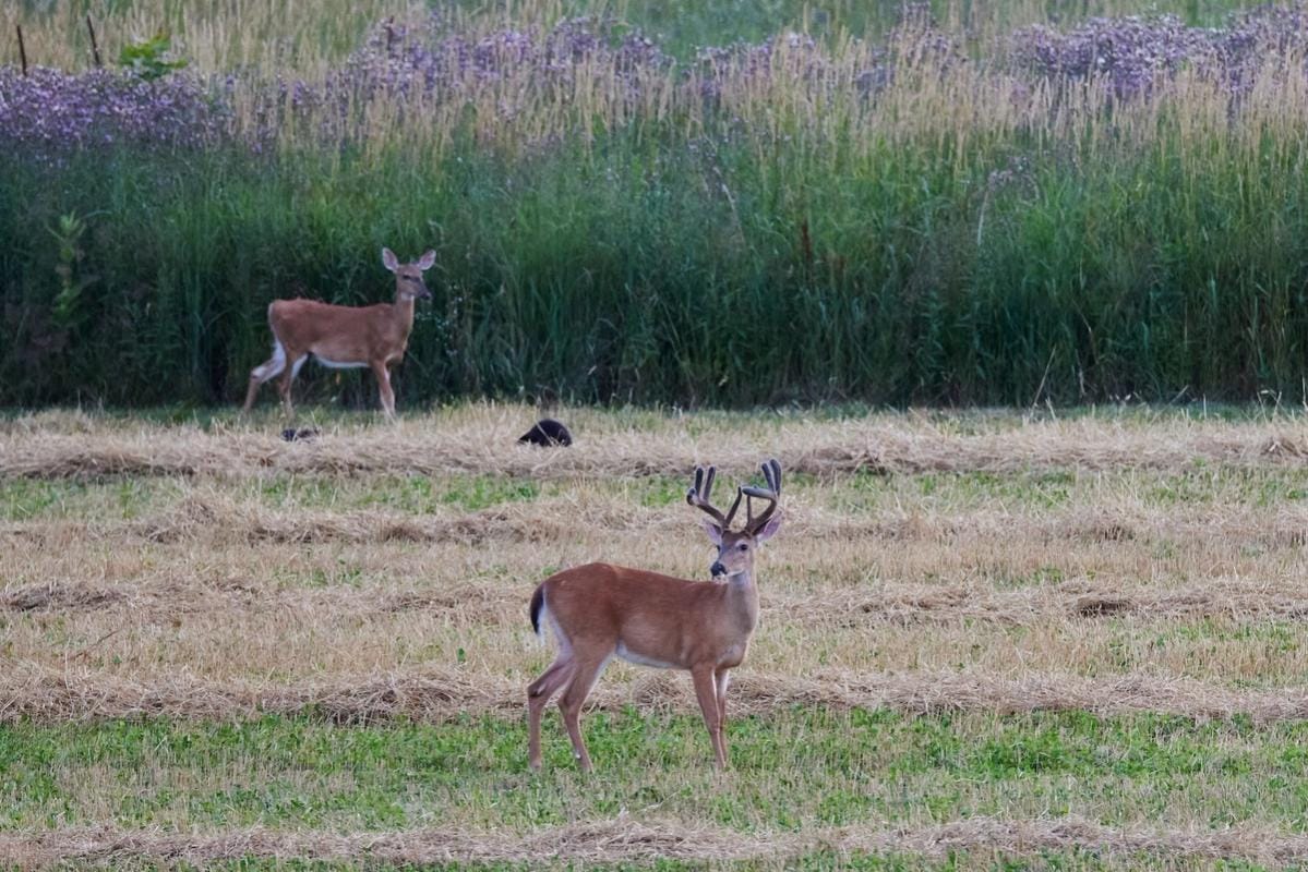 Deer in a field with velvet on antlers, when do deer antlers grow concept.