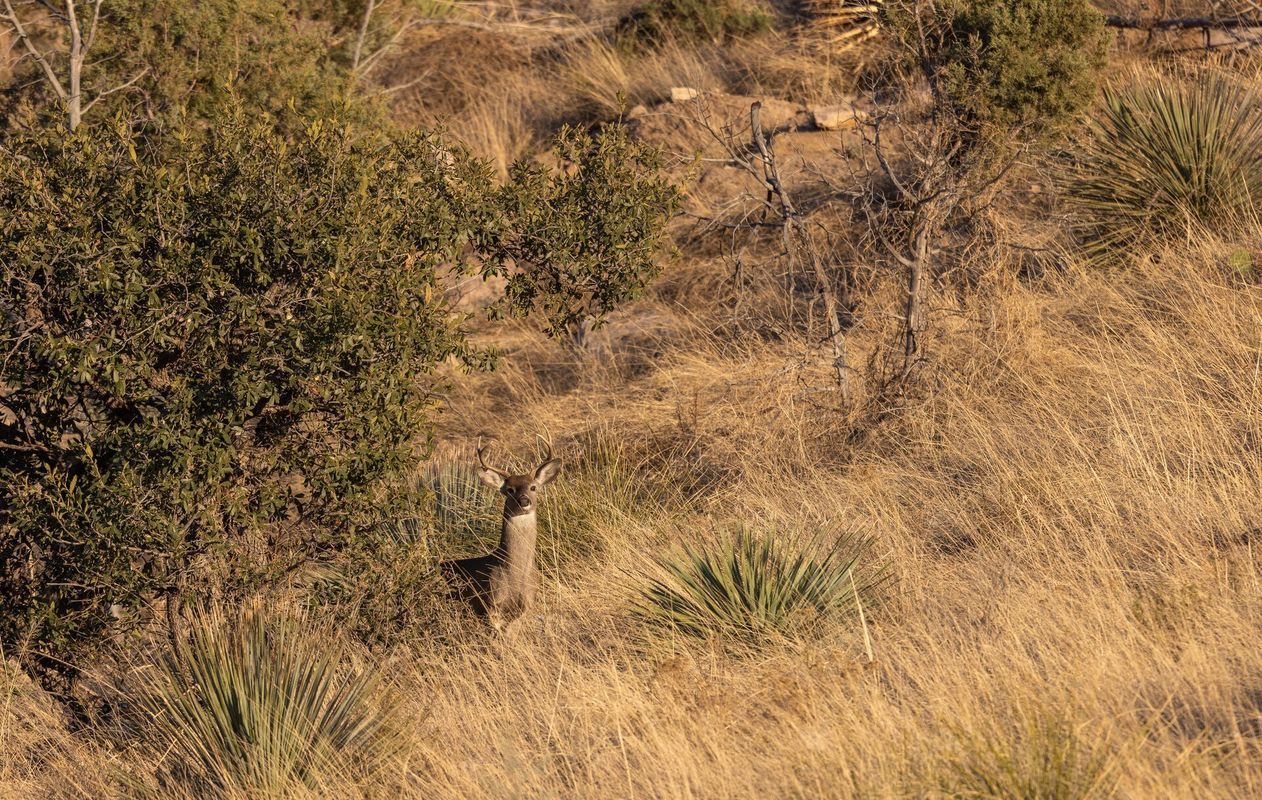 A coues deer in the brush, Arizona coues deer hunting concept.