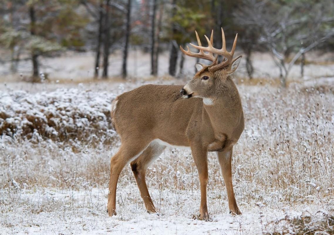 A whitetail buck in a wintery field, Minnesota deer hunting season concept.