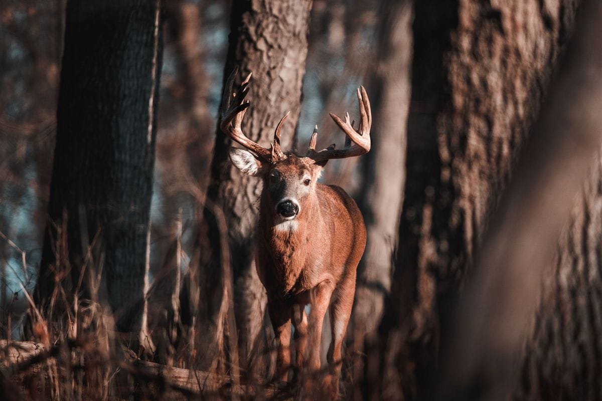 A buck deer in the woods, how to process a deer concept.