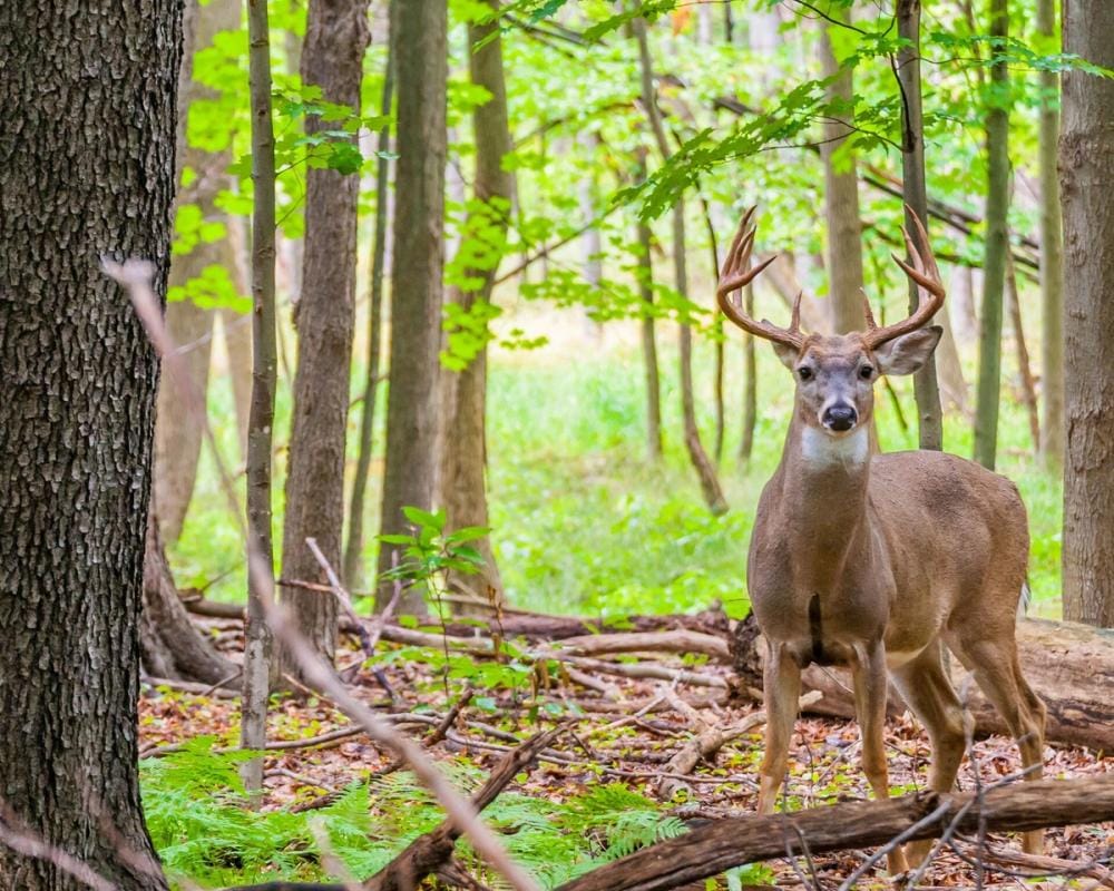 A whitetail deer in the woods, Mississippi deer season concept