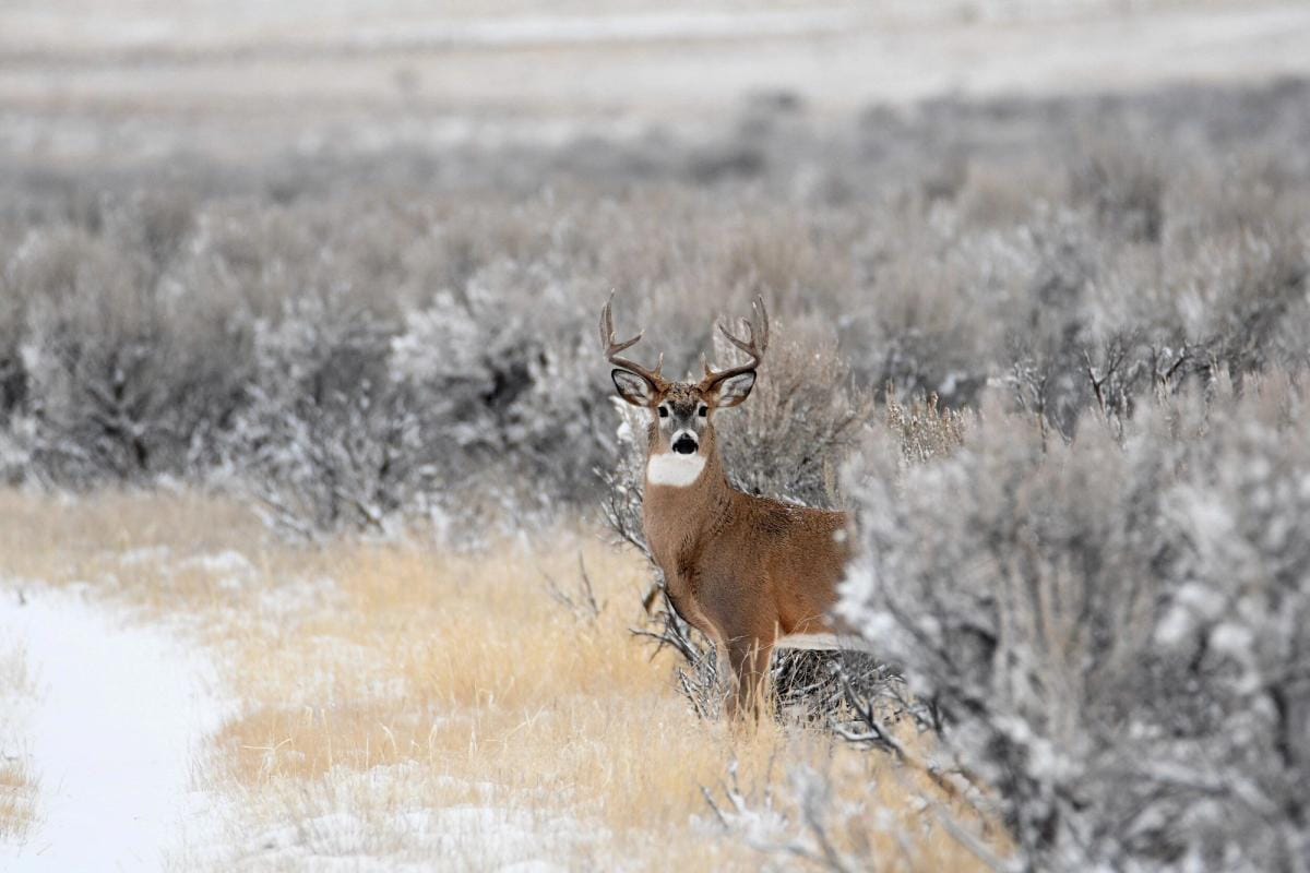A deer at the edge of water and brush, late-season hunting with a muzzleloader concept.
