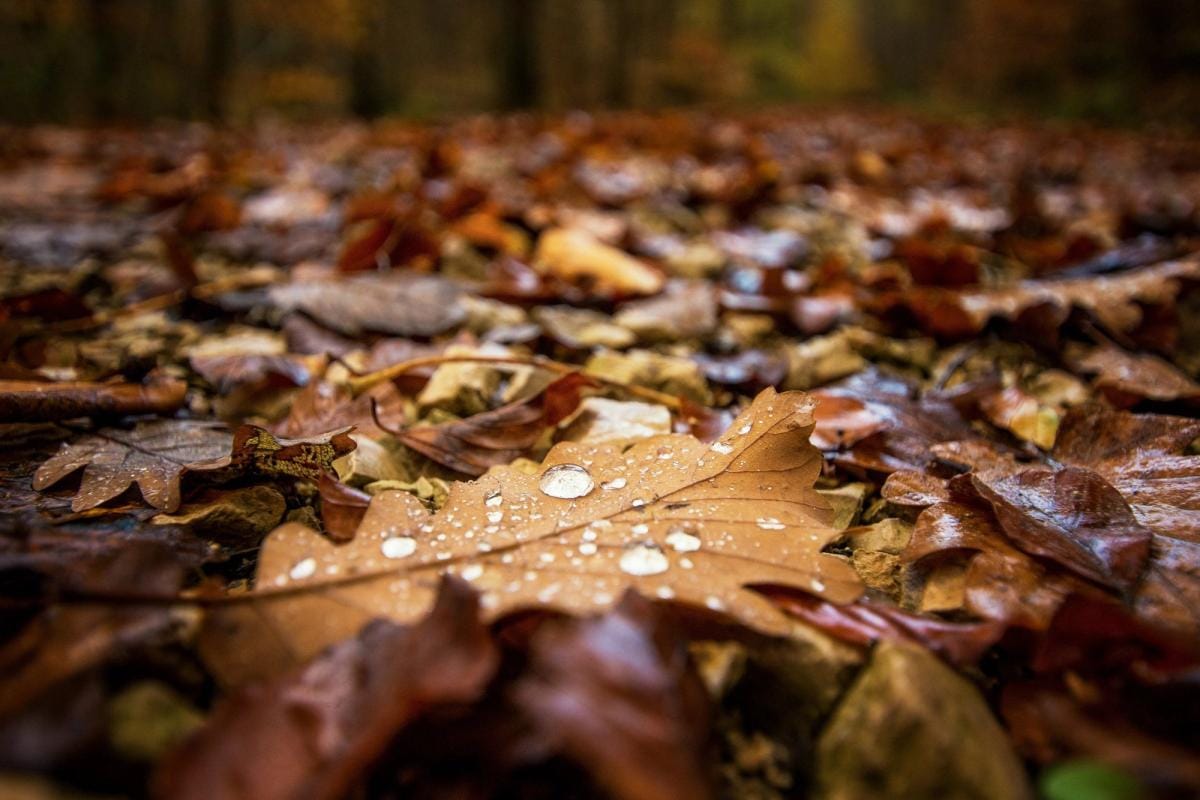 Close-up of wet leaves on the ground, tips for hunting whitetail in the rain