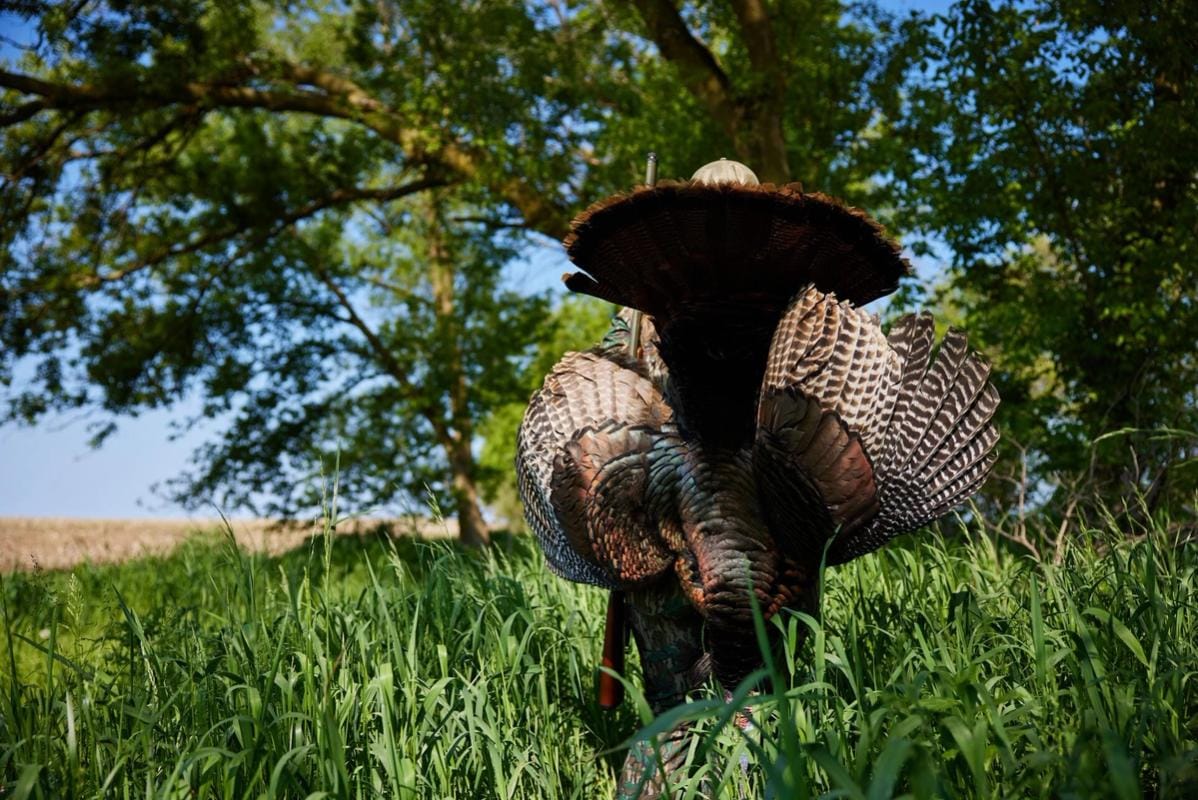 A turkey being held up by a hunter after a hunt, Indiana turkey season concept.