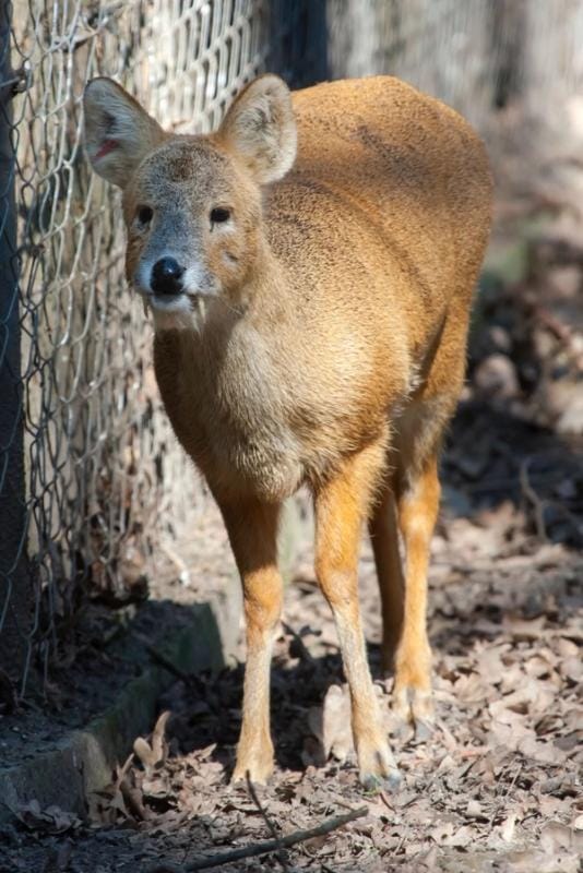 CLose-up of a vampire deer.