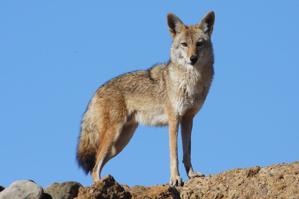 Coyote stands on ridge with blue sky behind, how to find coyotes concept.