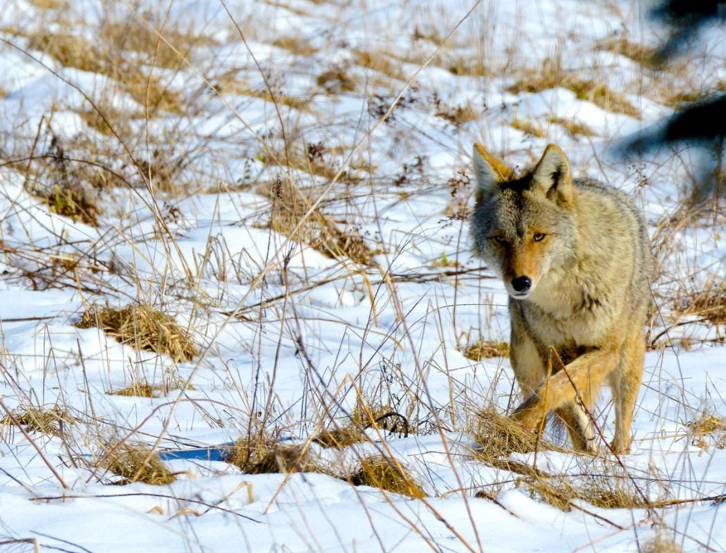 A coyote in the snow, predator hunting concept.