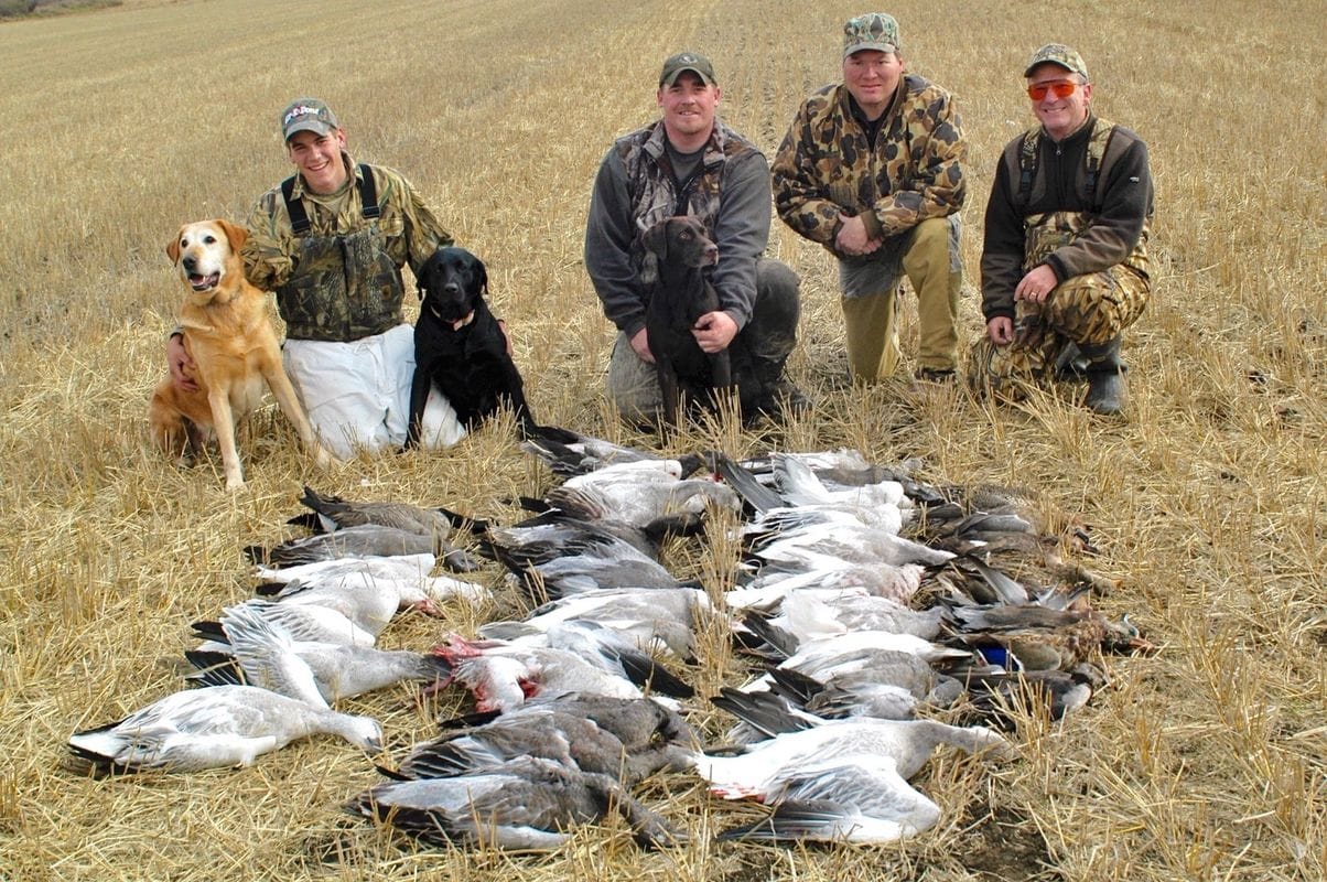 Group of hunters with snow goose harvest, Missouri snow goose hunting concept.