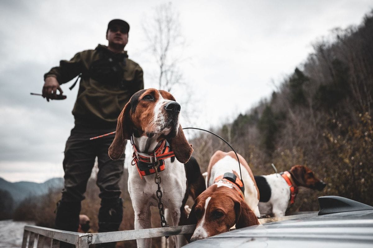 A hunter with dogs on the way to hunt coyotes.